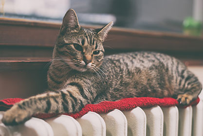 Best insurance for dogs and cats