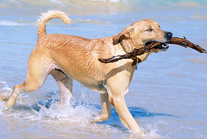 Best insurance for puppies