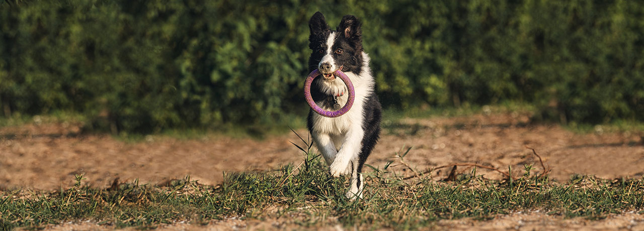 South Carolina Pet Insurance. #1 Customer-Rated Pet Insurance. Unlimited Lifetime Benefits.