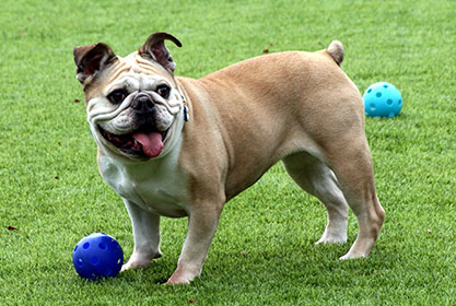 Best insurance for dogs and cats