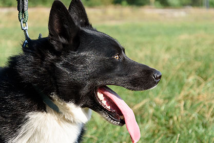Best insurance for puppies