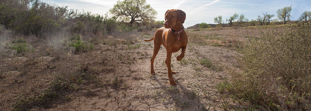 South Dakota Pet Insurance. #1 Customer-Rated Pet Insurance. Unlimited Lifetime Benefits.
