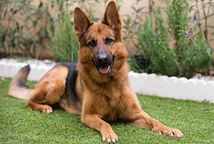 Best insurance for puppies