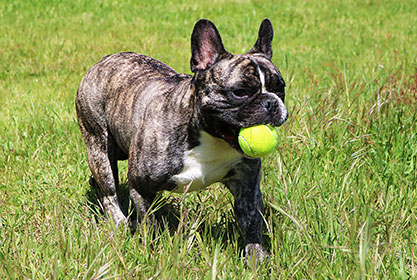 Best insurance for dogs and cats