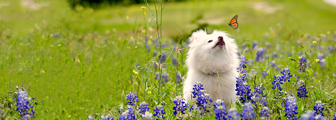 Texas Pet Insurance. #1 Customer-Rated Pet Insurance. Unlimited Lifetime Benefits.