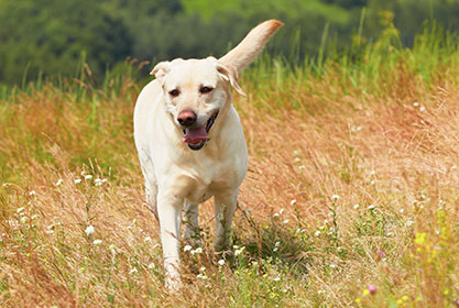 Best insurance for dogs and cats