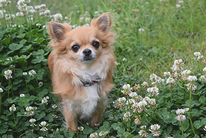 Best insurance for puppies