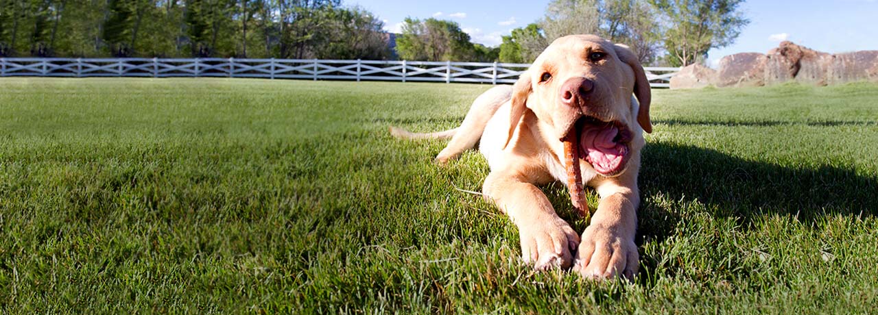 Virginia Pet Insurance. #1 Customer-Rated Pet Insurance. Unlimited Lifetime Benefits.