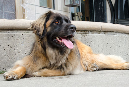 Best insurance for puppies