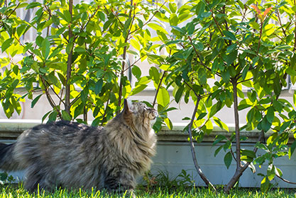 Best insurance for dogs and cats