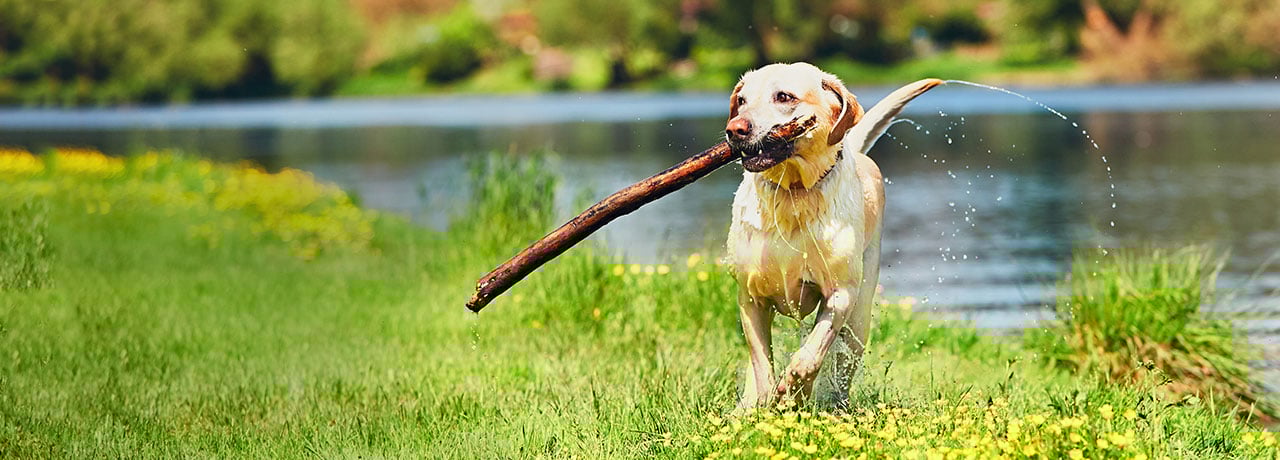 Vermont Pet Insurance. #1 Customer-Rated Pet Insurance. Unlimited Lifetime Benefits.