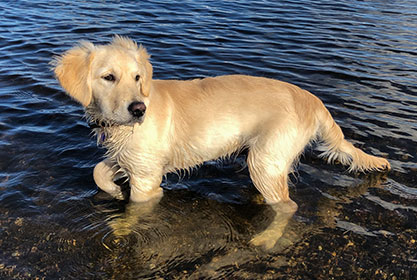 Best insurance for dogs and cats