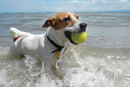 Best insurance for puppies
