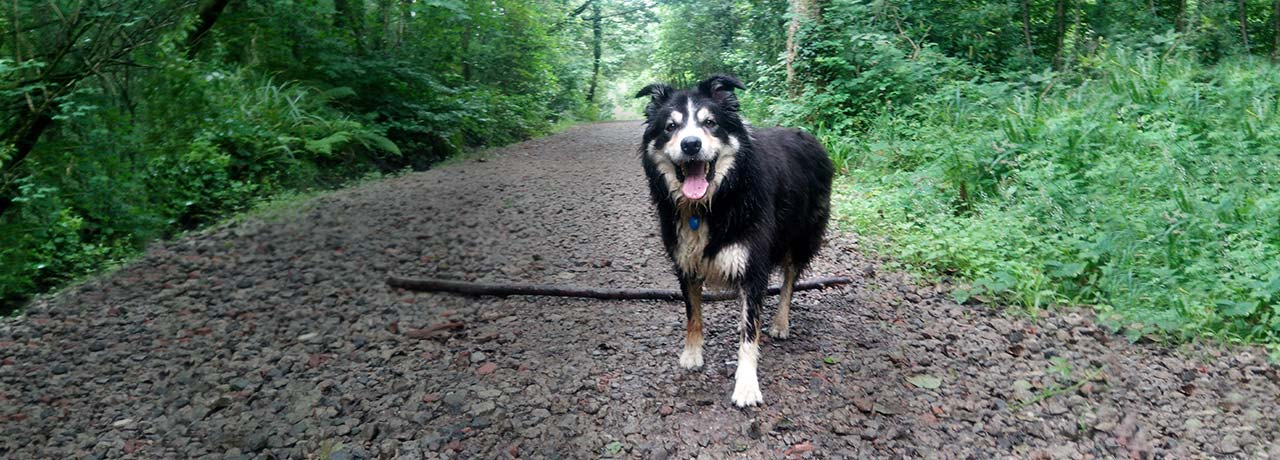 Washington Pet Insurance. #1 Customer-Rated Pet Insurance. Unlimited Lifetime Benefits.