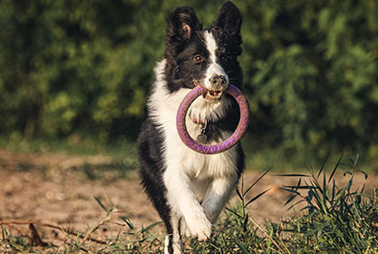 Best insurance for puppies
