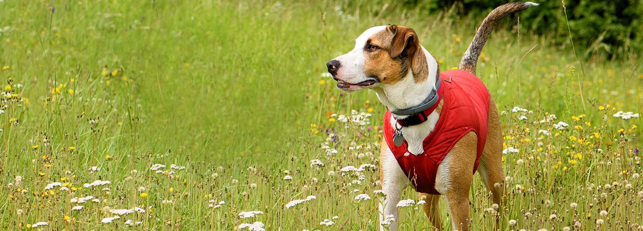 West Virginia Pet Insurance. #1 Customer-Rated Pet Insurance. Unlimited Lifetime Benefits.