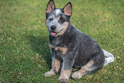 Best insurance for dogs and cats