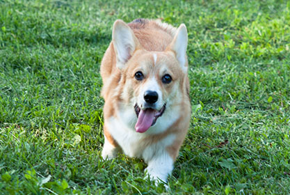 Best insurance for puppies