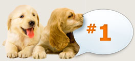 pet health insurance